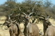 Greater Kudu